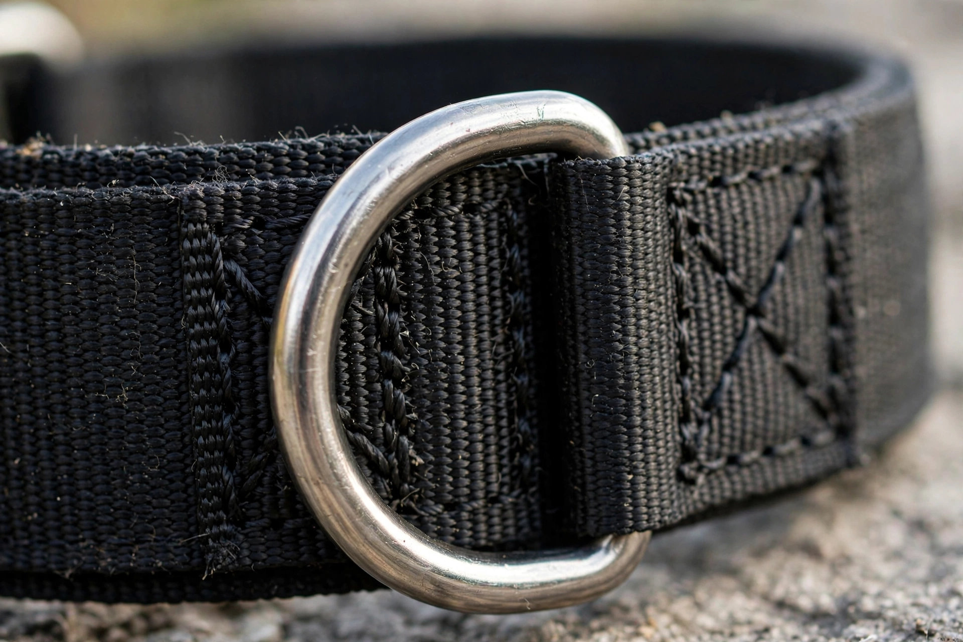 Close-up of heavy duty metal buckle hardware on a wide dog collar