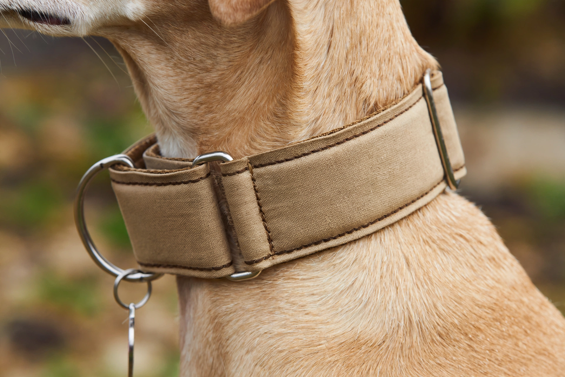 Close-up of a wide padded martingale collar distributing pressure on a dog's neck